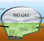 Quy Trình Làm Hồ Biogas Trong Chăn Nuôi Gia Súc.